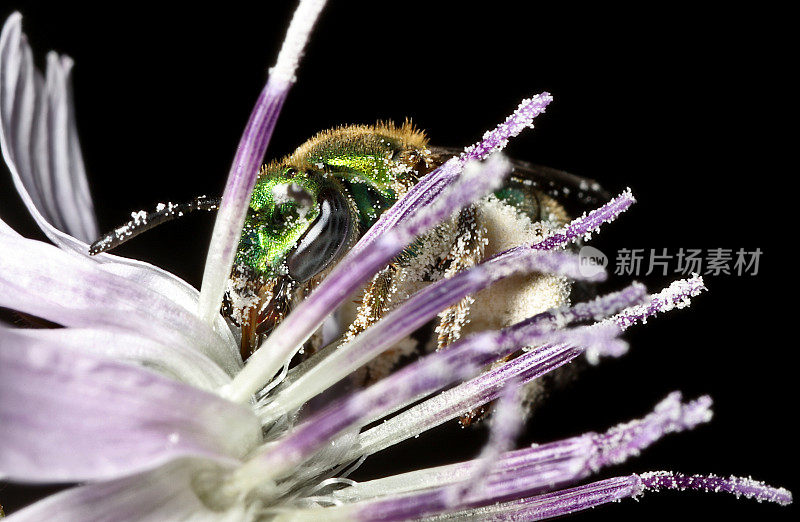 在San Diego Wirelettuce (Stephanomeria diegensis)上的雌性绿色金属汗蜂(Agapostemon texanus)